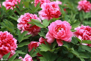 国花之问 从牡丹推荐看盆景种植的民间智慧