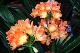 花卉之美 自然赠予人间的诗篇