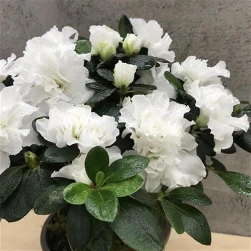 西洋杜鹃 盆栽花卉的璀璨明珠