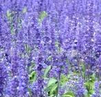 园林绿化新宠——优质草花鼠尾草的魅力与价值