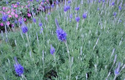 遵义薰衣草与青州爱萍花卉苗木合作社 花卉产业的创新与融合