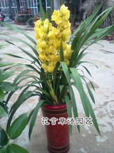 大花蕙兰带花苞选购与盆景种植全指南