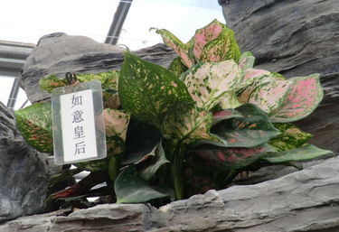 北京世界花卉大观园 精品花卉厅的绚丽之旅