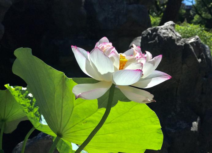 花卉摄影技巧大揭秘,手机也能拍出美图