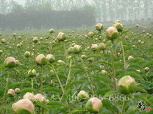 精品花色系列 菏泽市芬芳花木种植专业合作社的盆景艺术