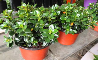 绥德景源花卉新货到店，精品花卉先到先得